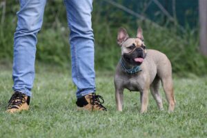 Hundeschule Barissimo Wehrheim | Einzeltraining | Einzelcoaching