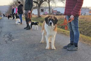 Hundeschule Barissimo Wehrheim | Alltagstraining mit dem Hund