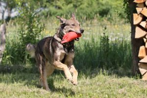 Hundeschule Barissimo Wehrheim | Workshop Apportieren